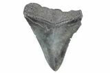 Bargain, Fossil Megalodon Tooth - Serrated Blade #362576-1